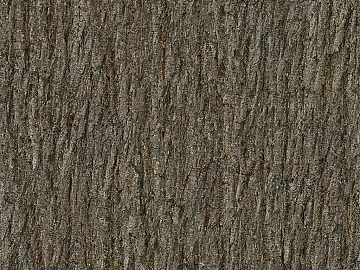 bark texture (ID:ffaeg25600)
