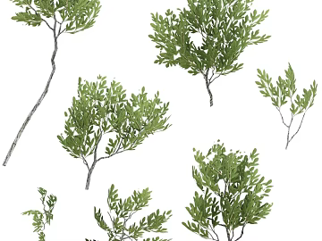 Tree texture (ID:ffaeg40294)