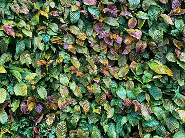 leaves texture (ID:ffagg94200)