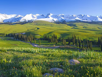 Wild Scenery texture (ID:ffaeg60681)