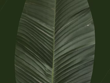 Dark green plant leaf texture (ID:ffaeh926574)