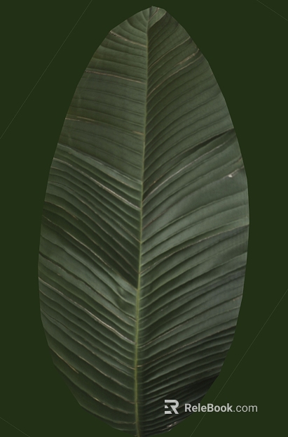 Dark green plant leaf texture texture