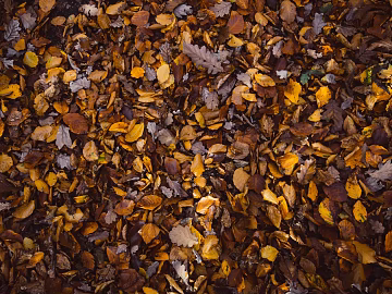 fallen leaves texture (ID:ffaeg08158)