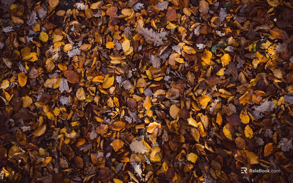 fallen leaves texture
