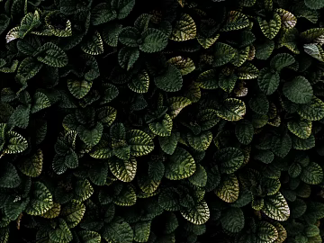 Plants texture (ID:ffaeg44597)