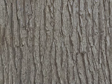 bark texture (ID:ffacg54060)