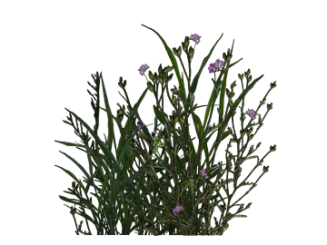 Plants texture (ID:ffacg24033)