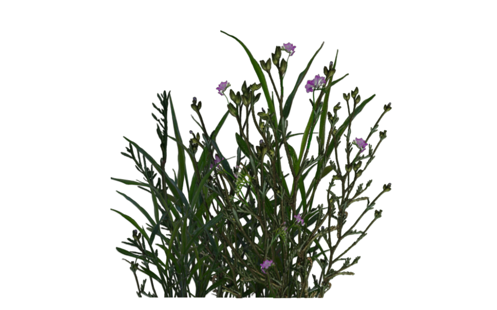 Plants texture