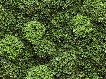 moss texture (ID:ffach792581)