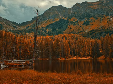 Outdoor Forest Exterior texture (ID:ffajh724577)