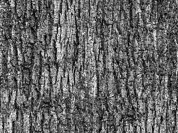 bark texture (ID:ffaif9801)