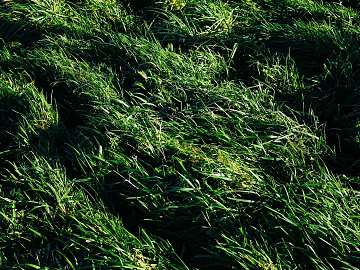 Plants texture (ID:ffagg73615)