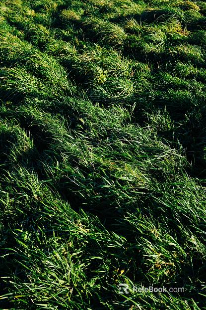 Plants texture