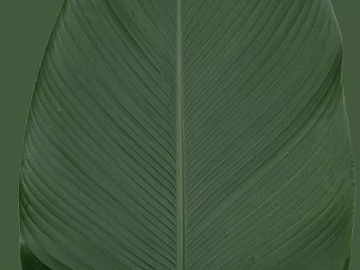 leaves texture (ID:ffagf6215)