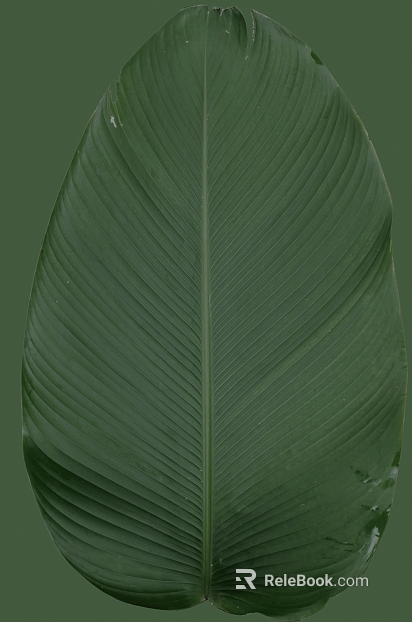 leaves texture