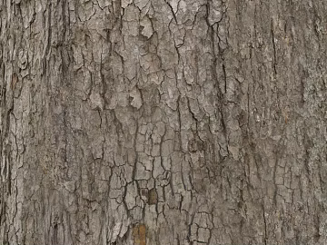 bark texture (ID:ffagf7370)