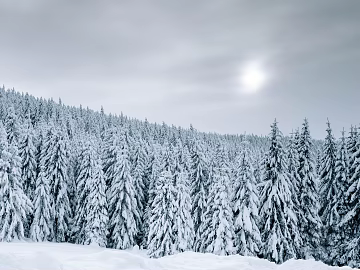 Snow edge will cloud gap holy light cool feeling color winter mood film daytime outdoor forest snow exterior texture (ID:ffach497263)