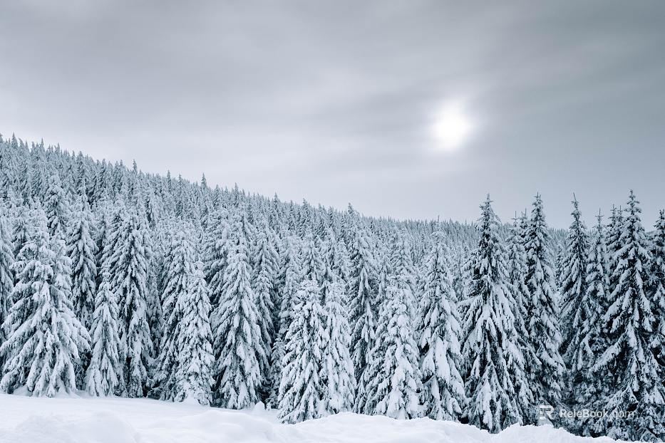 Snow edge will cloud gap holy light cool feeling color winter mood film daytime outdoor forest snow exterior texture