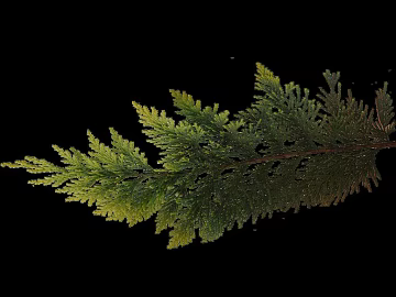 Yellow-green fern branches and leaves decorative material texture (ID:ffaeh684346)