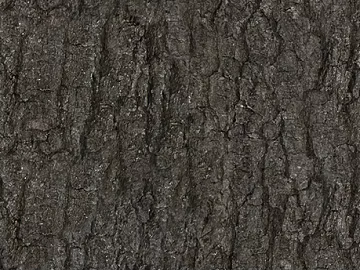 bark texture (ID:ffaff6909)