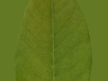 leaves texture (ID:ffaeg24709)