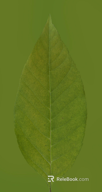 leaves texture