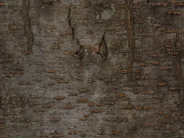 bark texture (ID:ffaag13787)