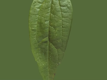 green leaf texture (ID:ffaeg28165)