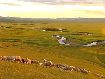 Turgaliao grassland texture (ID:ffach961803)