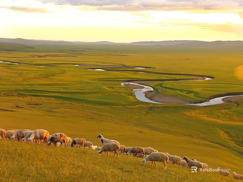 Turgaliao grassland texture