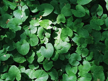 Plants texture (ID:ffagg64835)