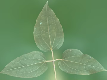 leaves texture (ID:ffaif3320)