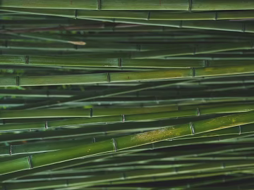 Bamboo texture (ID:ffagg94325)