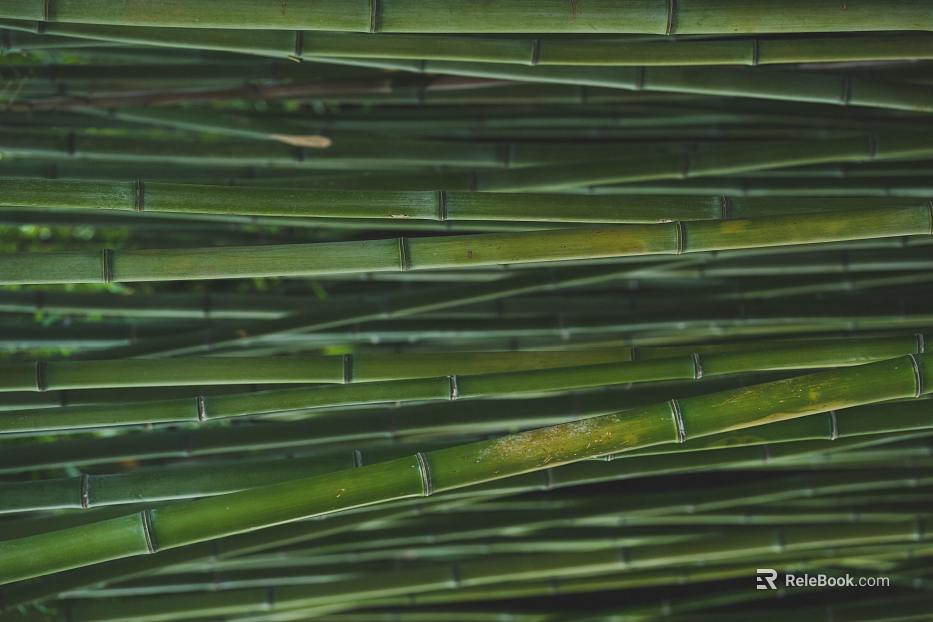 Bamboo texture