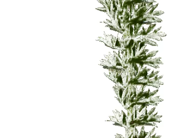 Plants texture (ID:ffaeg22602)