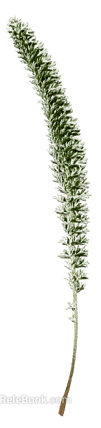 Plants texture