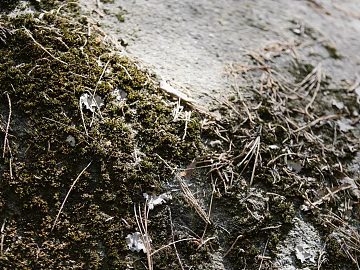 moss texture (ID:ffaeg84177)