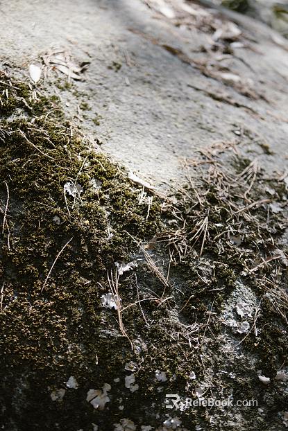 moss texture