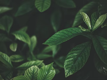 plant pattern texture (ID:ffaeg72867)