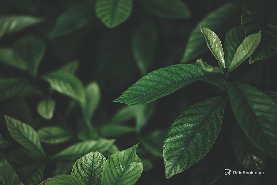 plant pattern texture