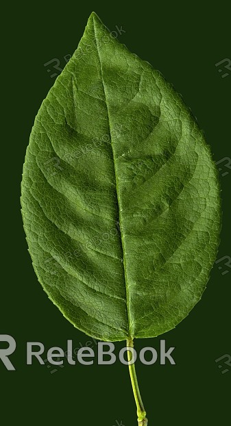 A vibrant, lush green leaf with a prominent central vein and intricate network of smaller veins, showcasing the beauty of nature's details. The leaf's surface is slightly glossy, reflecting light in a captivating manner.