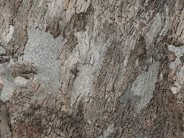 bark texture (ID:ffacg98160)