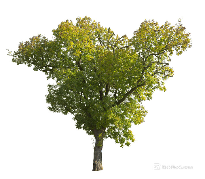 Trees Autumn Trees Big Trees Small Trees Commercial Trees Roadside Trees Community Greening texture