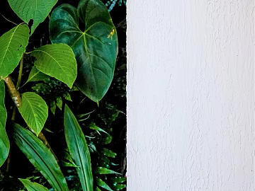 Plants texture (ID:ffagg08778)