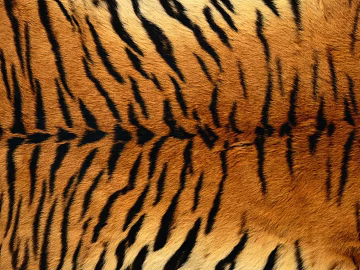 Animal Blanket texture (ID:ffaag41991)