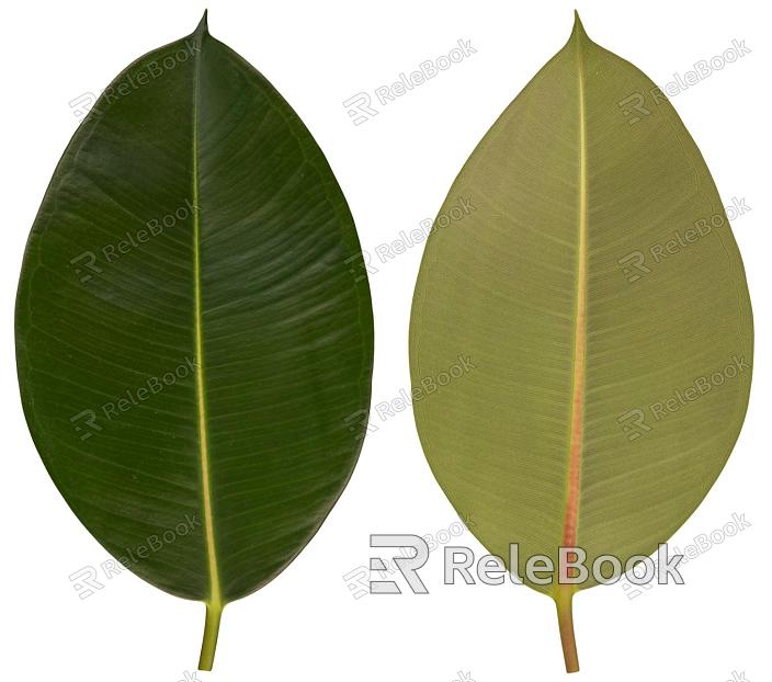 A vibrant, lush green leaf with a prominent central vein and intricate web of smaller veins, showcasing the beauty of nature's details. The leaf's surface is slightly glossy, reflecting light in a captivating manner.