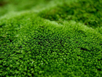 moss texture (ID:ffajg62650)