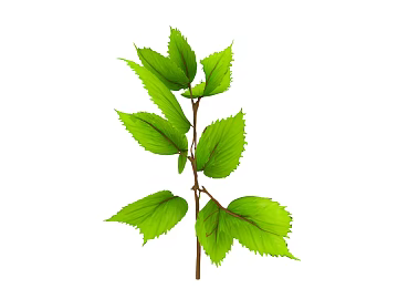 leaf texture (ID:ffaeh435686)