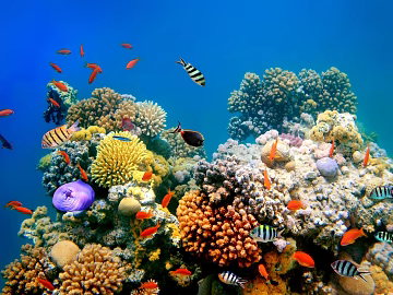 Fish tank texture (ID:ffach610656)