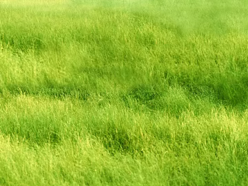 Tender green turf outdoor field texture (ID:ffaeh206189)